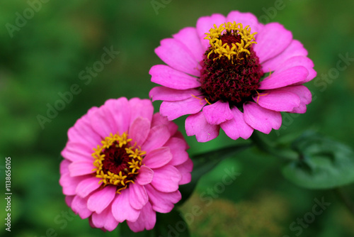 macro close-up of zinnia elegans flower bloom isolated on a green garden background