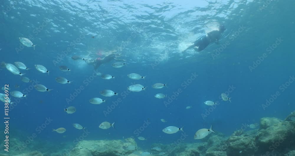 people tourists are snorkelling in ocean with some fish around people tourists are snorkelling in ocean with some fish around