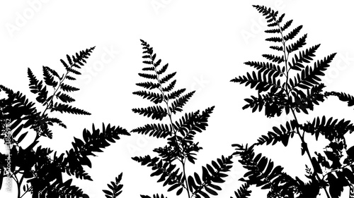 Fern fronds unfurling in dappled sunlight through the canopy, Plant Digital Art