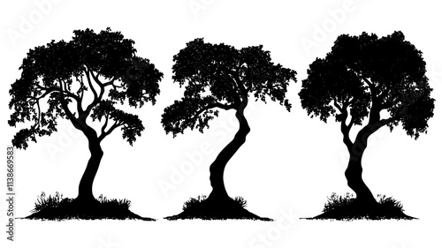 Frankincense trees with dried resin on bark, Plant Digital Art