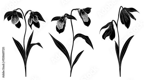 Ghost orchid seed pod developing after pollination, Plant Digital Art