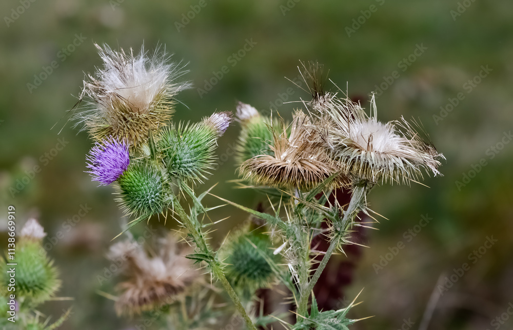 images of wild plants. photos of thorns in nature. images of wild plants. photos of thorns in nature.