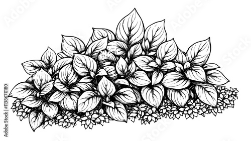 Hosta plants with contrasting leaf edges in a shade garden, Plant Digital Art