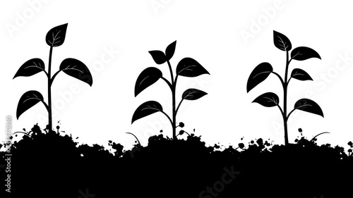 Jack bean seedlings emerging from soil in time-lapse, Plant Digital Art