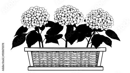 Hydrangeas in woven basket placed near window sill, Plant Digital Art