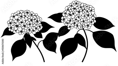 Hydrangea with a large, round flower cluster on a woody stem, Plant Digital Art