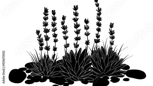 Lavender plants in a gravel garden with succulents, Plant Digital Art