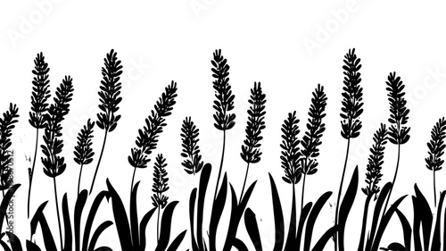 Lavender plants in rows creating a border along a pathway, Plant Digital Art
