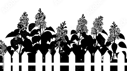 Lilac bush in full bloom near a white picket fence, Plant Digital Art