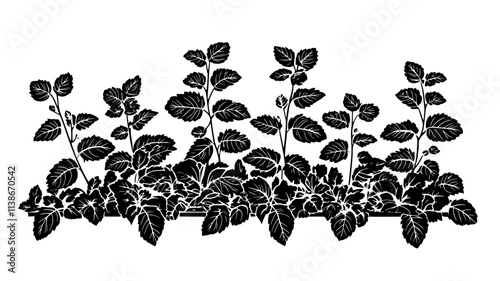Lemon balm plants with textured leaves in a raised bed, Plant Digital Art