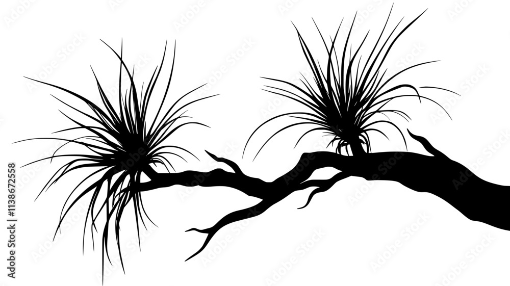 Obraz premium Tillandsia clump growing on tree branch without soil, Plant Digital Art