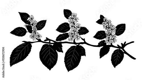 Witch hazel branches with ribbonlike petals unfurling, Plant Digital Art photo