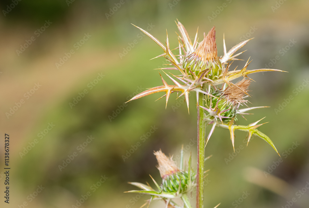 natural thorns and gorgeous thorn photos natural thorns and gorgeous thorn photos