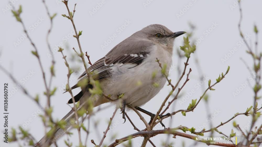 Close up of a Northern Mockingbird (Mimus polyglottos) perched on a tree. Close up of a Northern Mockingbird (Mimus polyglottos) perched on a tree.