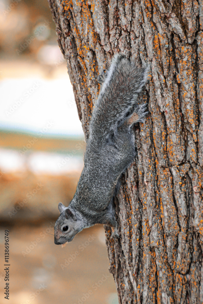 close-up of a cute squirrel climbing down a tree background close-up of a cute squirrel climbing down a tree background