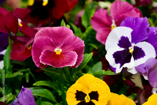 various Garden Flowers, Garden violets.