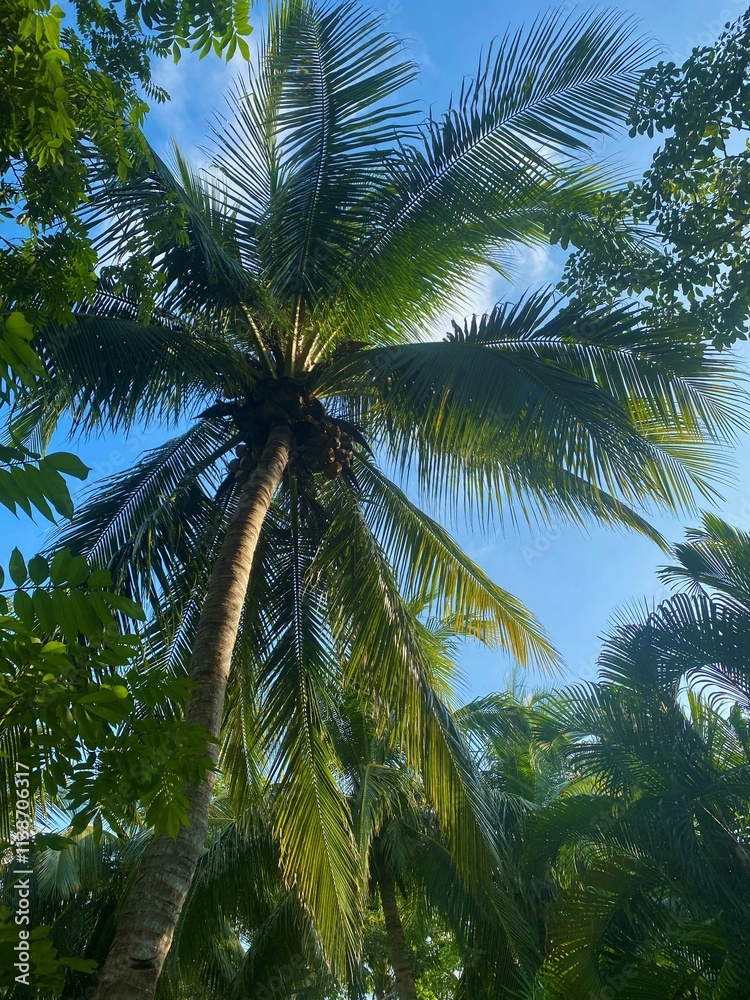 palm trees against cloudy blue sky palm trees against cloudy blue sky