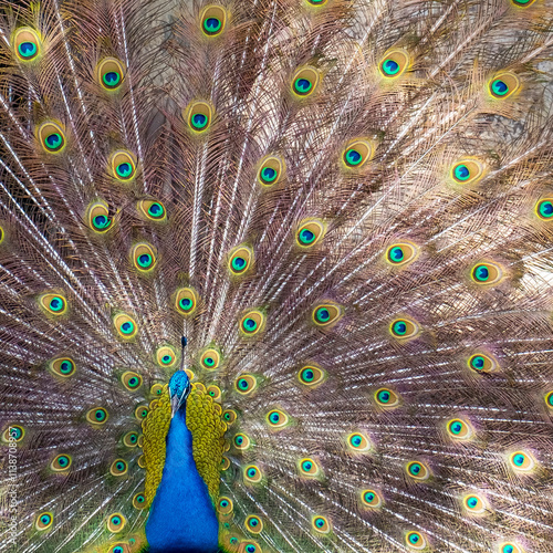 Lisbon, Portugal, Europe. 2/22. Castelo Sao Jorge . Peacocks reside on the castle grounds. Males showing off their plumage - spring mating season.