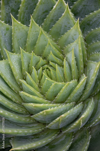Close up of a spiral aloe 