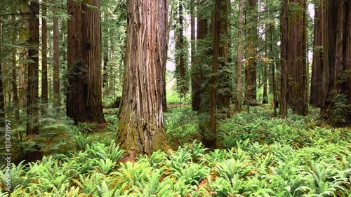 Sideways left panning footage of the Giant Redwood forests ion northern California.