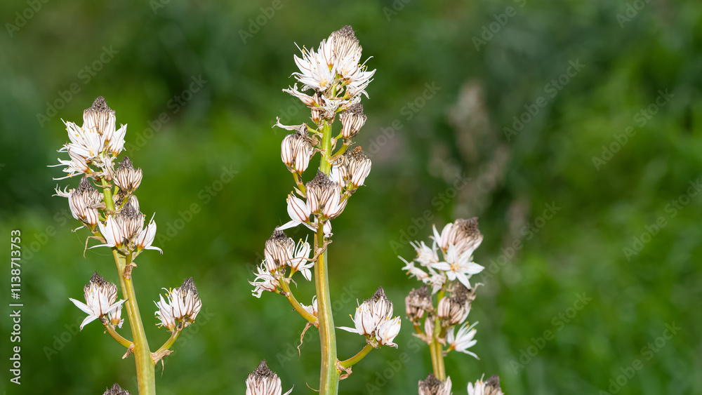 medicinal plants that grow spontaneously in nature medicinal plants that grow spontaneously in nature