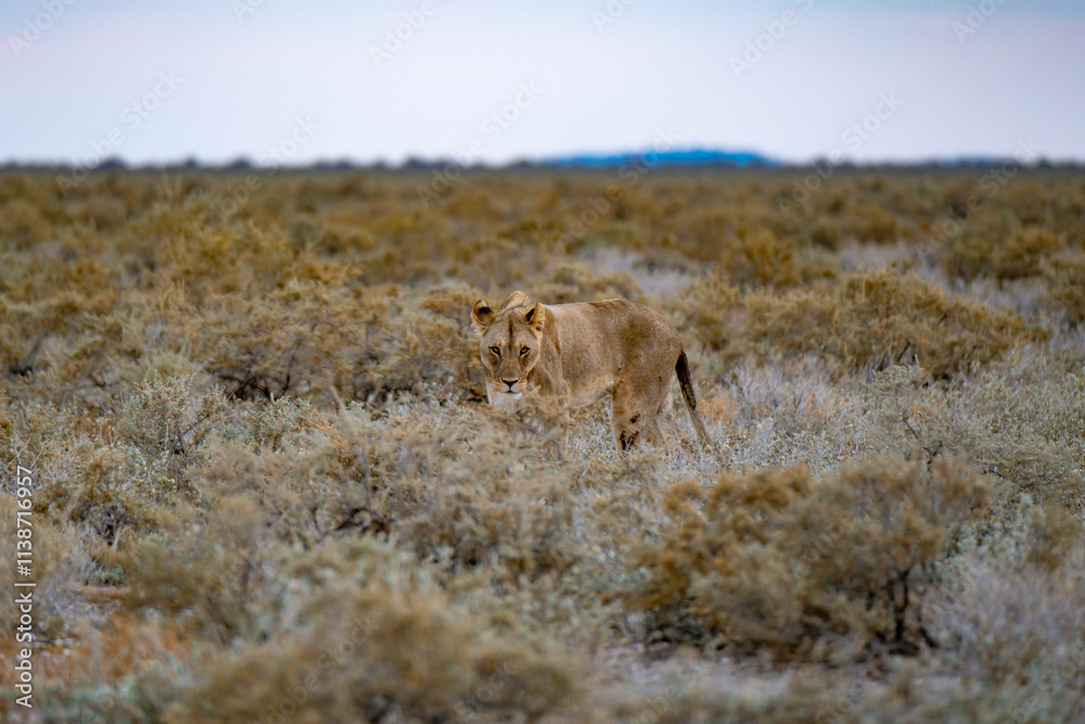 lioness in the wild lioness in the wild