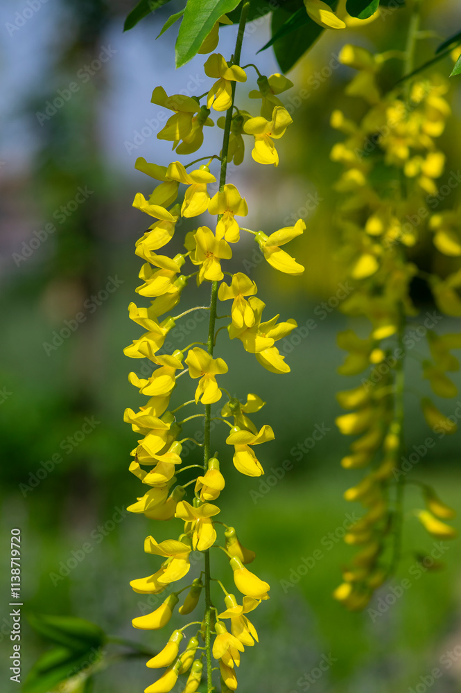 Laburnum anagyroides ornamental yellow shrub branches in bloom against blue sky, flowering small tree Laburnum anagyroides ornamental yellow shrub branches in bloom against blue sky, flowering small tree