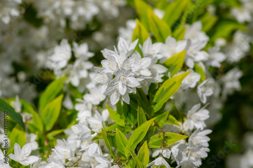 Deutzia gracilis duncan Chardonnay pearls white flowering shrub, beautiful ornamental flowers in bloom photo