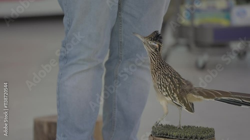 This video shows a trained road runner taking food from a trainer's hand.