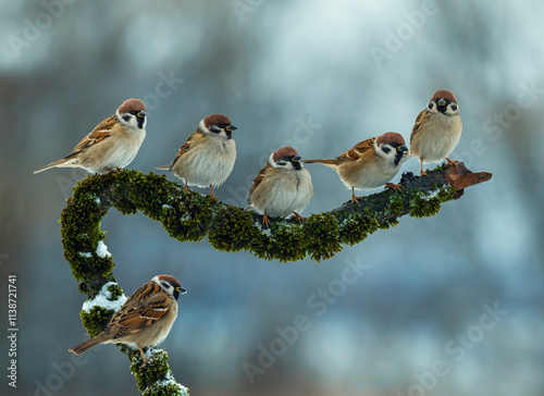 flock of sparrow birds sitting on a beautiful branch with moss in winter garden