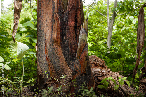 A banana tree trunk and shoots