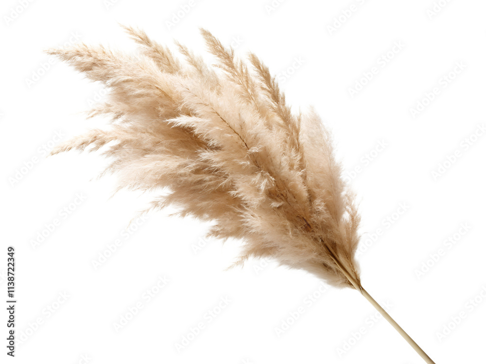 wheat ears isolated on white wheat ears isolated on white