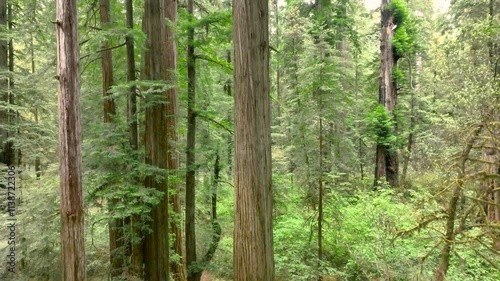 Rising drone footage along the entire height of the Redwood trees in Northern California.