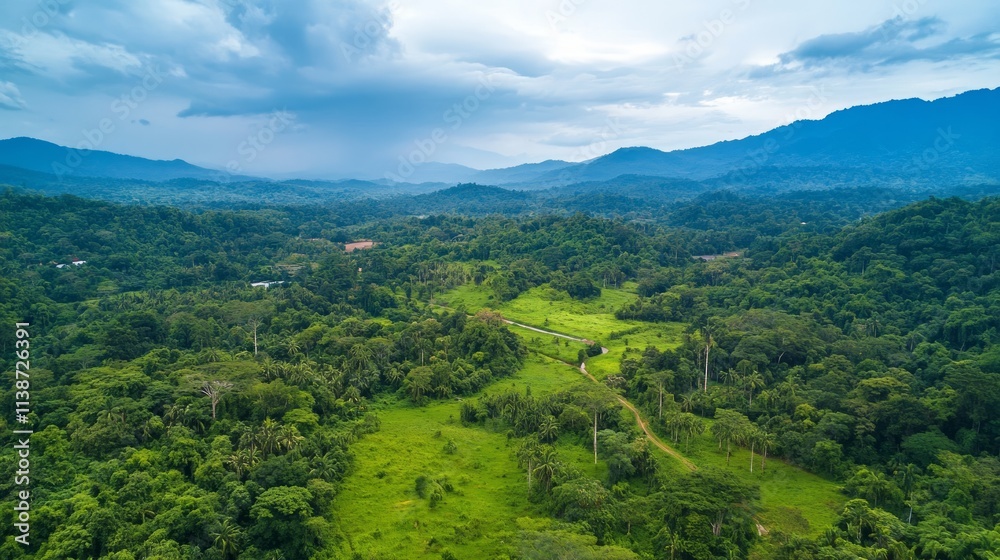 Fototapeta premium Green dense forest, mountains, dirt road.