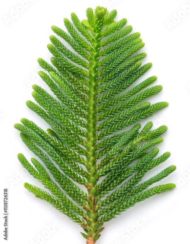 Close up of a vibrant green norfolk island pine branch, highlighting its delicate, needle like leaves against a clean white backdrop