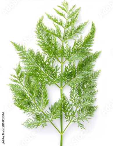 Isolated fresh green asparagus densiflorus, commonly known as asparagus fern, on a white background with full depth of field photo