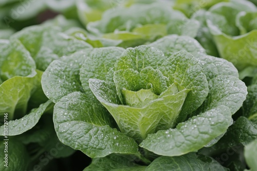 Fresh green lettuce showcasing vibrant leaves and texture on a plain background