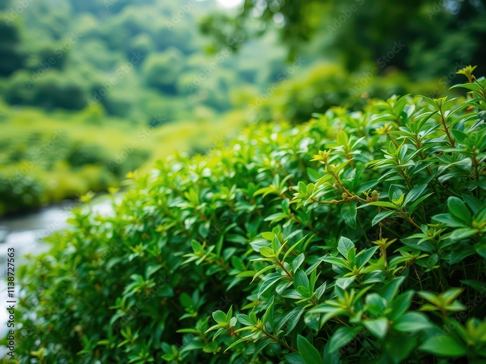 Blurred image of lush green plants and flowing water in a natural background, peaceful, landscape Blurred image of lush green plants and flowing water in a natural background, peaceful, landscape