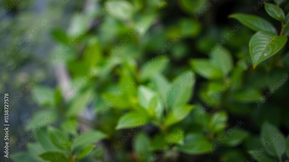 Blurred image of peaceful natural background with water and plants, leaves, nature, landscape Blurred image of peaceful natural background with water and plants, leaves, nature, landscape