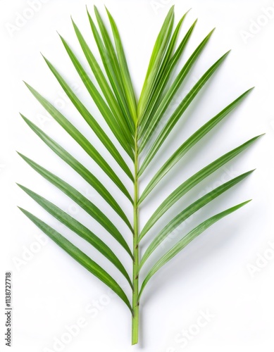 Spider plant leaf displayed against a white background, highlighting its intricate veins and vivid green hue photo