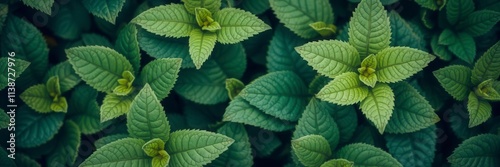 Close-up image of lush green foliage with intricate texture and vibrant tones, leaves, texture, organic