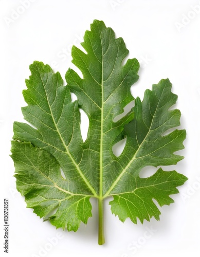 Vibrant green fatsia japonica leaf, also known as japanese aralia, lying on a white background, showcasing its intricate details and full depth of field photo