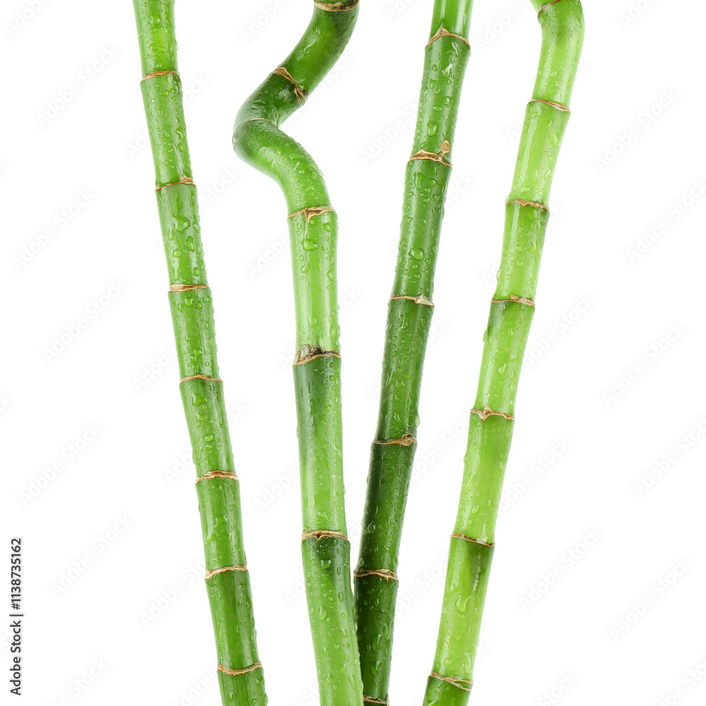 Fototapeta premium Stems of decorative bamboo plant isolated on white