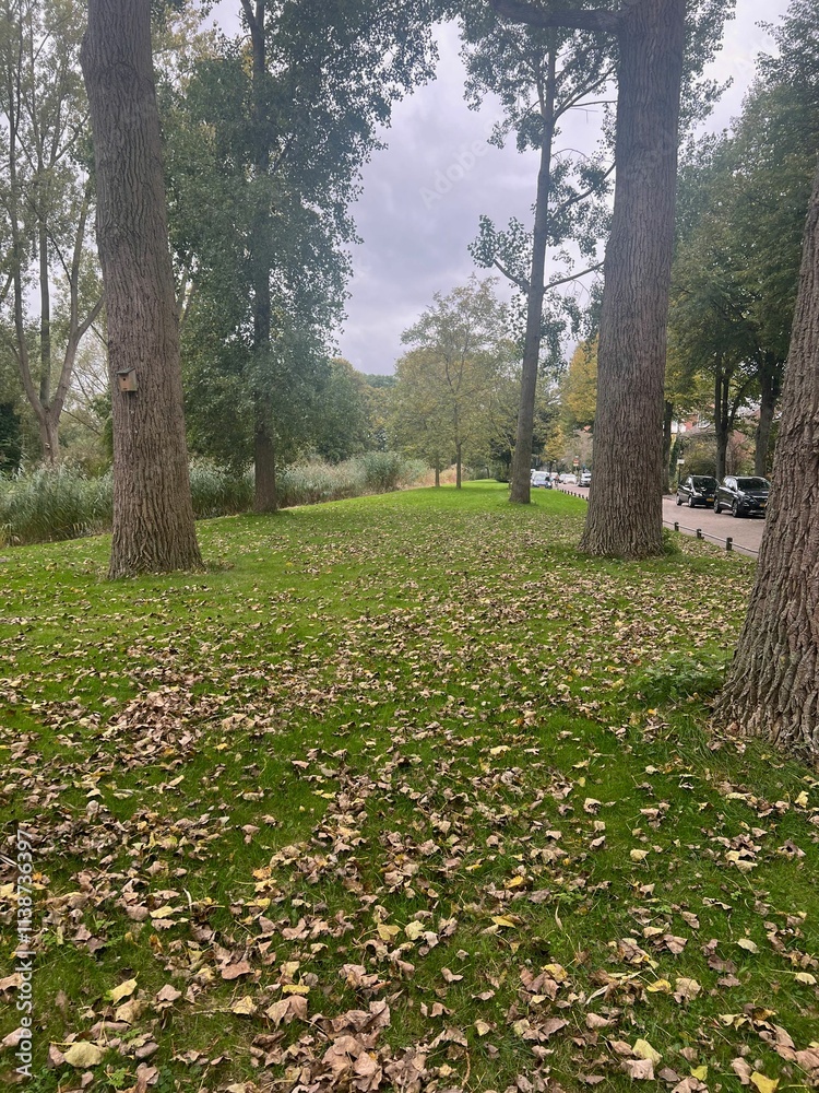 Beautiful trees and fallen leaves on green grass in park Beautiful trees and fallen leaves on green grass in park