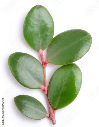 Studio shot of a hoya australis branch with vibrant green leaves, isolated on a white background, showcasing the plant's natural beauty photo