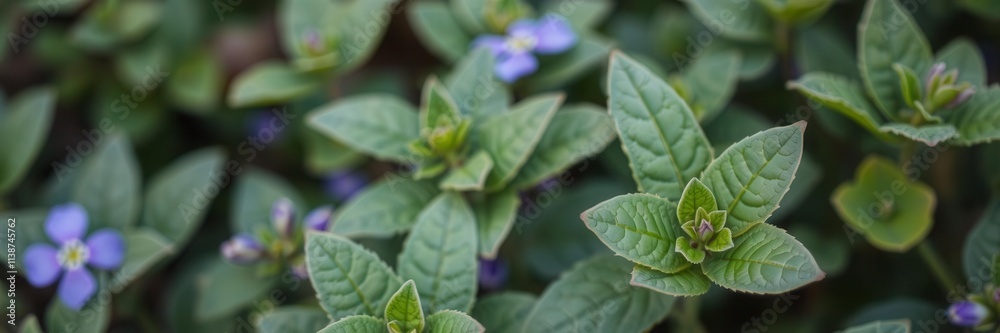 Close-up shot of delicate purple flower petals and leaves in a vibrant garden setting, leaves, plant Close-up shot of delicate purple flower petals and leaves in a vibrant garden setting, leaves, plant