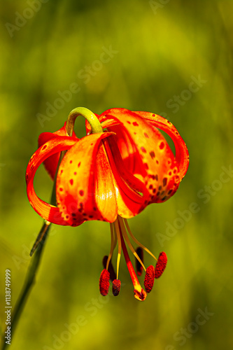 Turk's cap lily photo