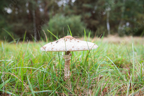 White mushroom in the meadow