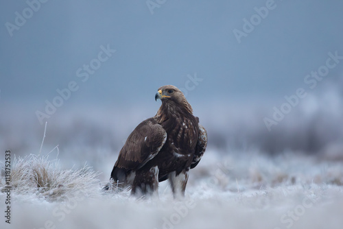 Golden eagle on a frosted meadow