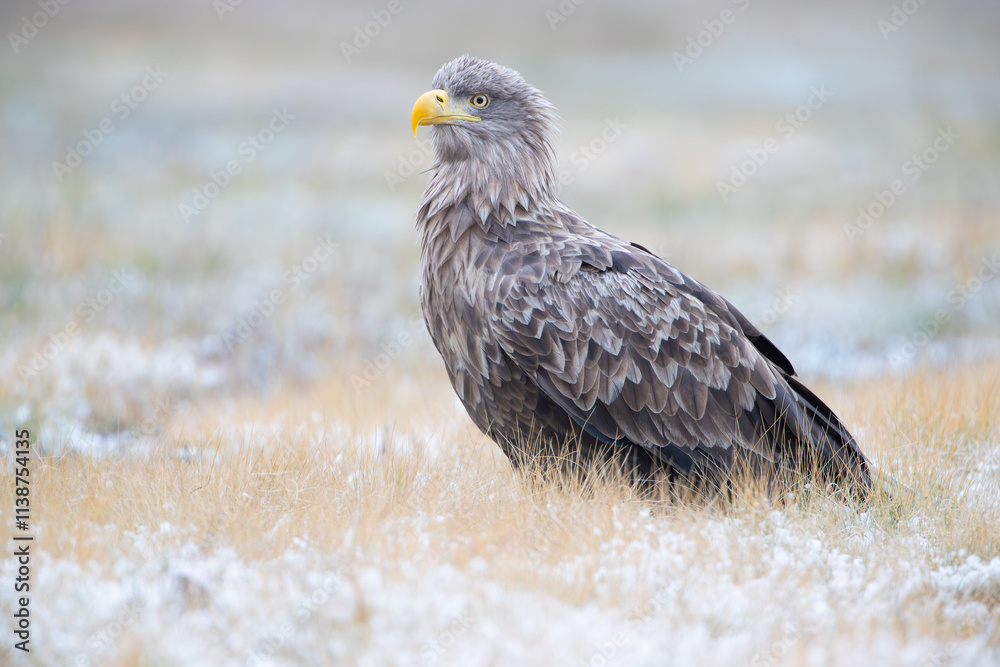 Fototapeta premium A large bird of prey with beautiful colors